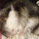 ハムスターが疑似冬眠した！？生死の見分け方や起こし方は？