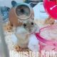 ハムスターの頬袋の中がパンパンに！驚きの体積が明らかに！