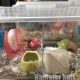 ハムスターのケージは水槽タイプと金網タイプ、どっちが良いの？