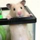 ハムスターはどの種類が飼いやすいの？選ぶ基準はコレ！