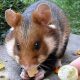 クロハラハムスターってどんなハムスター？生態は？ペットで飼える？